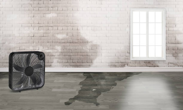 Best Ceiling water damage repair  in Shakopee, MN